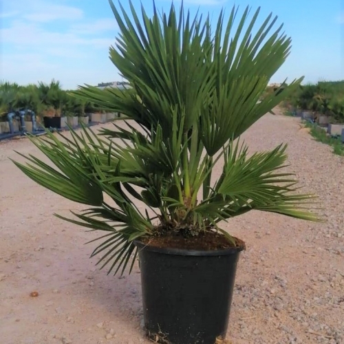 Chamaerops solid green 8/10 L