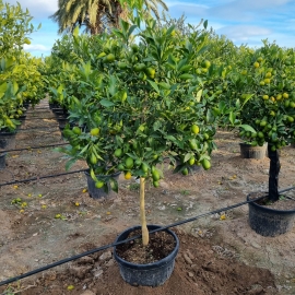 Citrofortunella floridana (limequat) 15 L