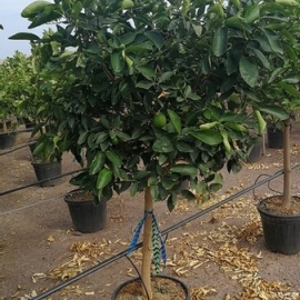 Citrus latifolia/aurantifolia (LIMA) 45/50 L