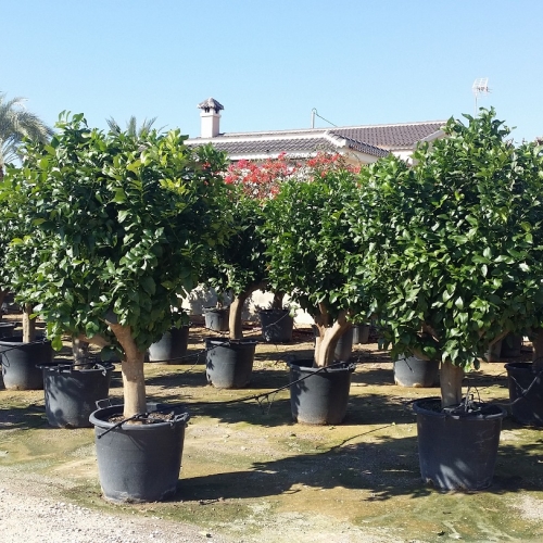 Citrus limon - 30/40cm per. Tr.