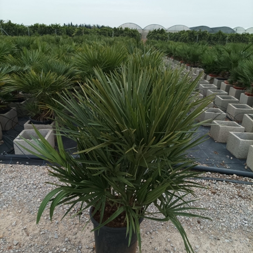 Chamaerops humilis 8/10 L