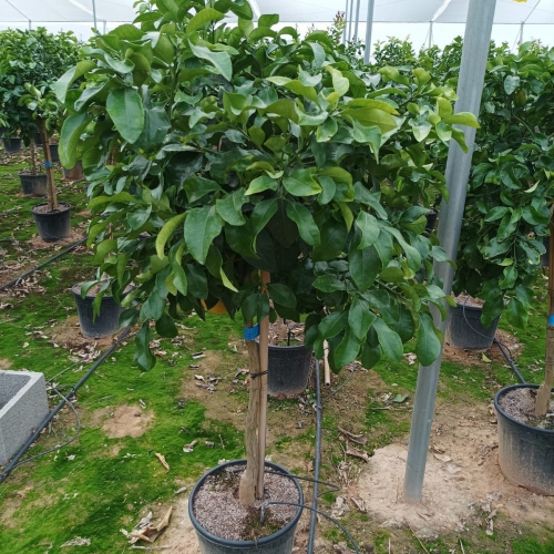 Citrus paradis (POMELO) 15 L