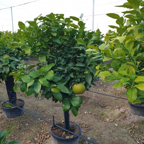 Citrus paradis (POMELO) 45/50 L