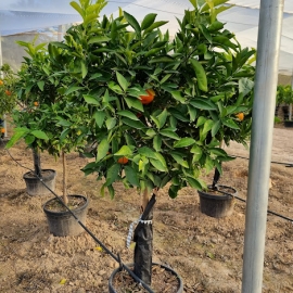Citrus reticulata (MANDARINO) 45/50 L