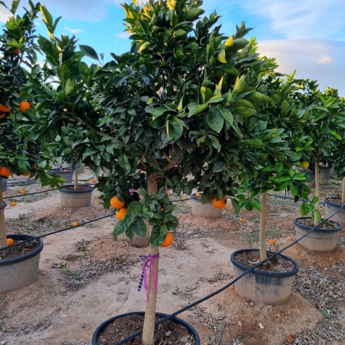 Citrus sinensis (NARANJO) 45/50 L