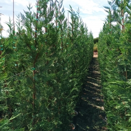 Cupressocyparis leylandii 8/10L