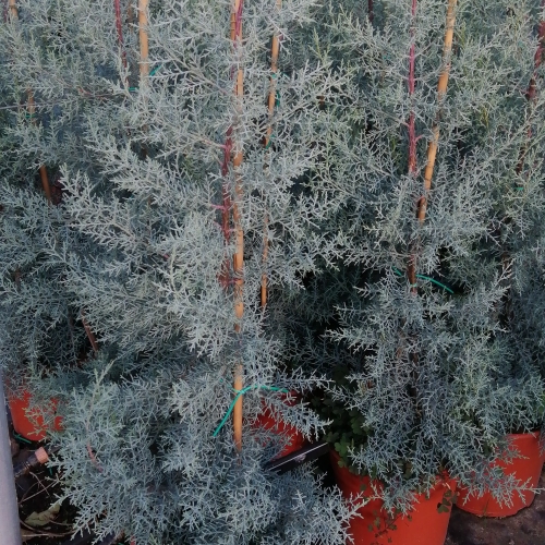 Cupressus arizonica 15L
