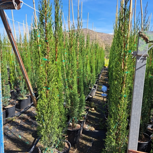 Cupressus sempervirens ''stricta