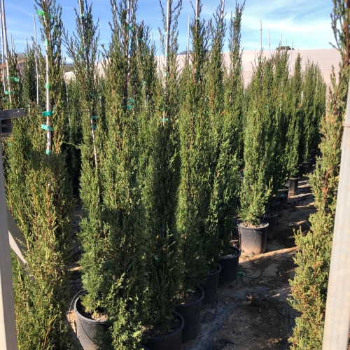 Cupressus sempervirens ''stricta