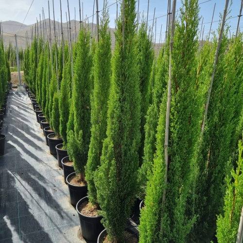 Cupressus sempervirens 'totem'  - 150/175cm h pl.