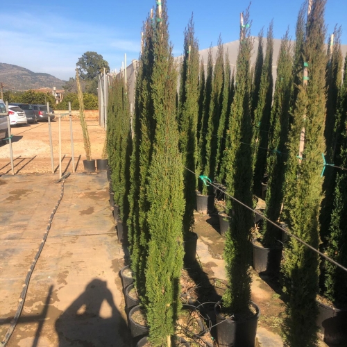 Cupressus sempervirens 'totem' - 175/200cm h pl.