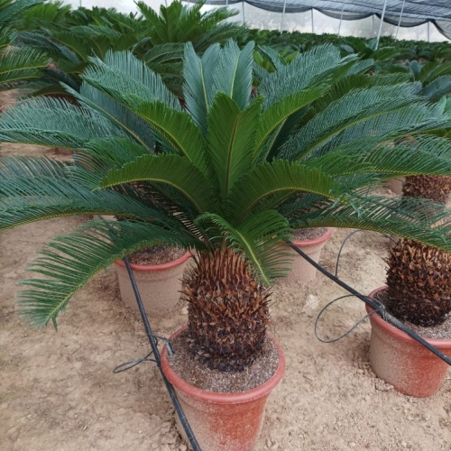 Cycas revoluta - 20/30cm h tr