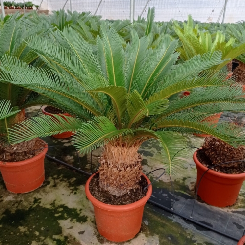 Cycas revoluta - 20/30cm h tr - EXTRA TRONCO