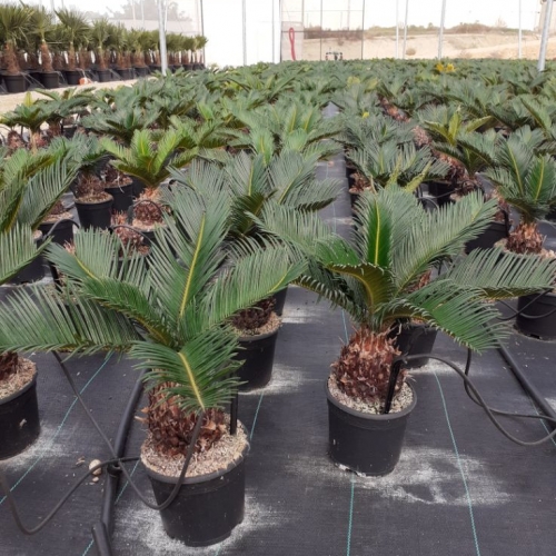 Cycas revoluta 1/1,9 L