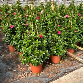 Dipladenia Piramide 70 Cm M 20