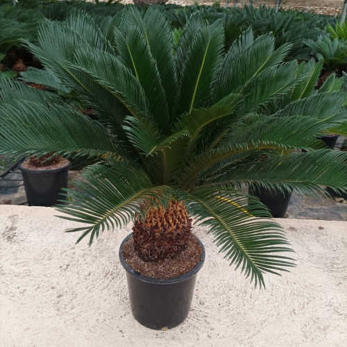 Cycas revoluta 8/10 L EXTRA