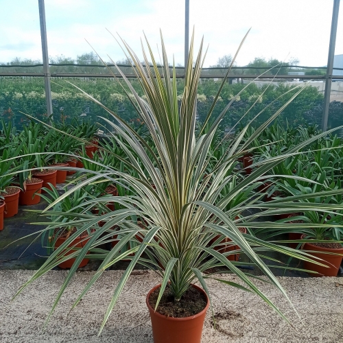 Dracaena australis dazzler 5 L