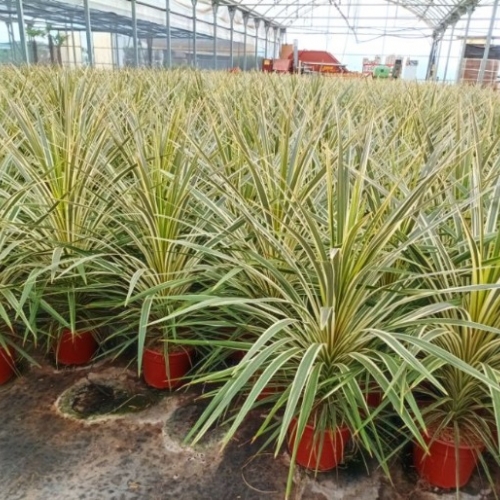 Dracaena australis dazzler 8/10 L