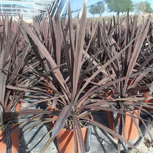 Dracaena australis red star 5 L