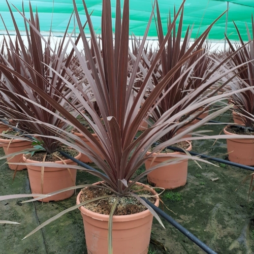 Dracaena australis red star 8/10 L