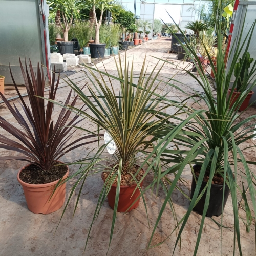 Dracaena mix 8/10 L