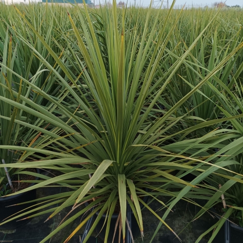 Dracaena australis indivisa 15 L