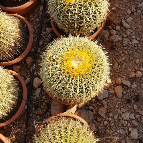 Echinocactus grusonii TARRINA 30 cm diam.