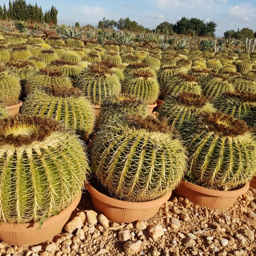 Echinocactus grusonii TARRINA 40 cm diam.