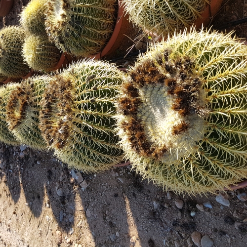 Echinocactus grusonii TARRINA 50 cm diam.