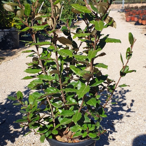 Elaeagnus ebbingei 8/10 L