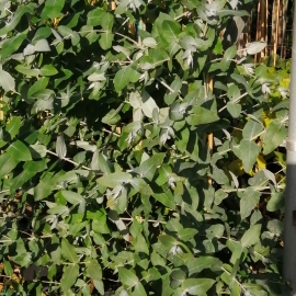Eucalyptus globulus 8/10L