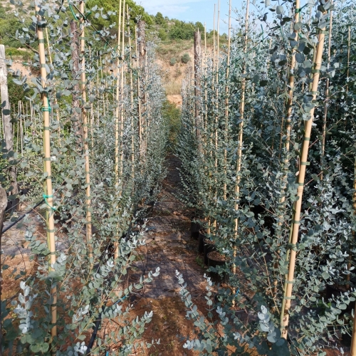 Eucalyptus sp. 8/10L