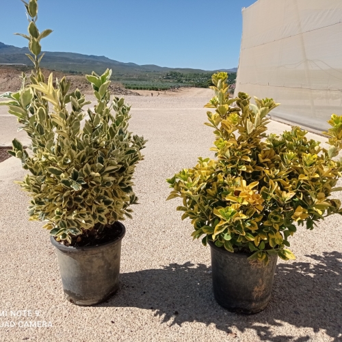 Euonymus Japonicus Aurea 8/10L