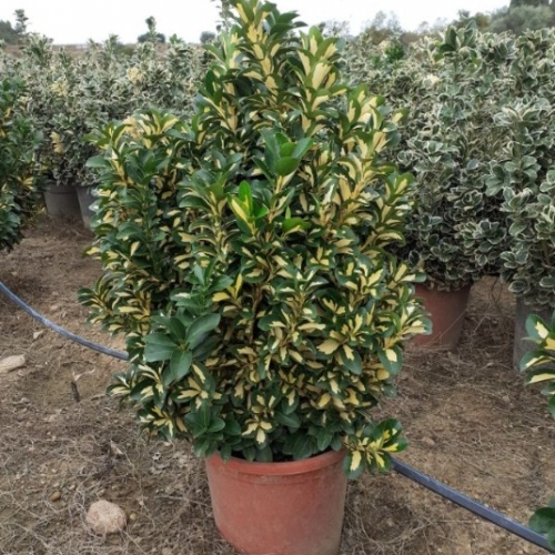 Euonymus Japonicus Luna 8/10L
