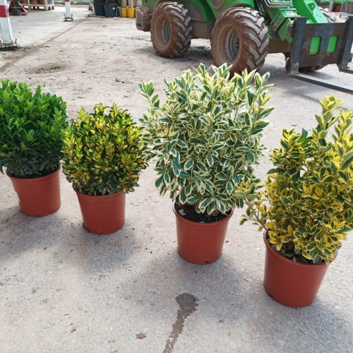 Euonymus Japonicus mix 5L