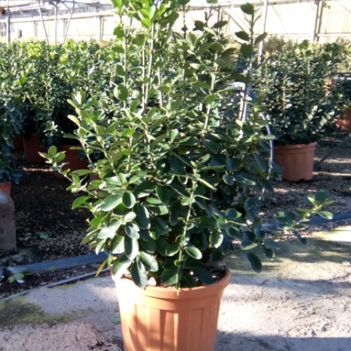 Euonymus Japonicus Verde 20/25L