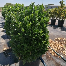 Euonymus Japonicus Verde compacta 8/10L