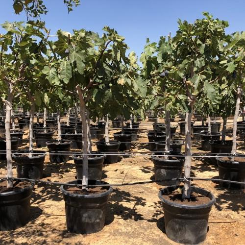 Ficus carica - 10/12cm per. Tr.