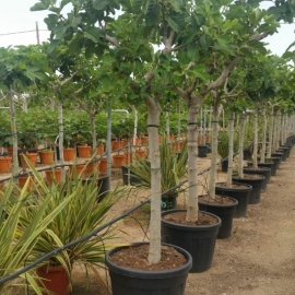 Ficus carica - 20/30cm per. Tr.
