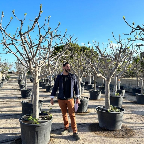 Ficus carica - 30/40cm per. Tr.