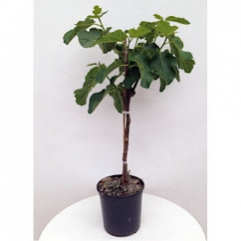 Ficus carica 5 L - MINI COPA