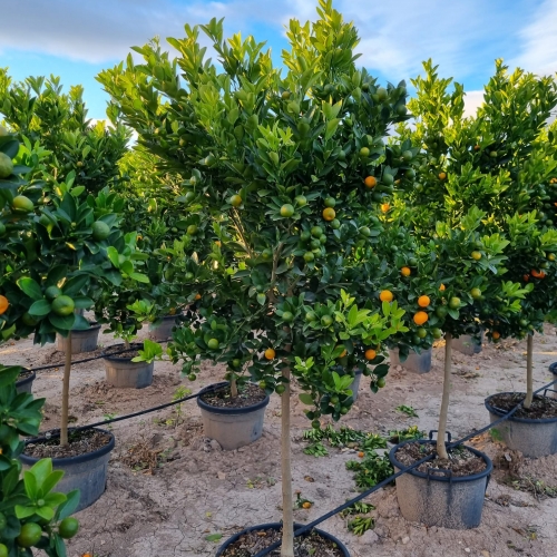 Fortunella margarita (KUMQUAT) 45/50L