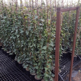 Hedera canariensis 1/1,9L - TUTOR