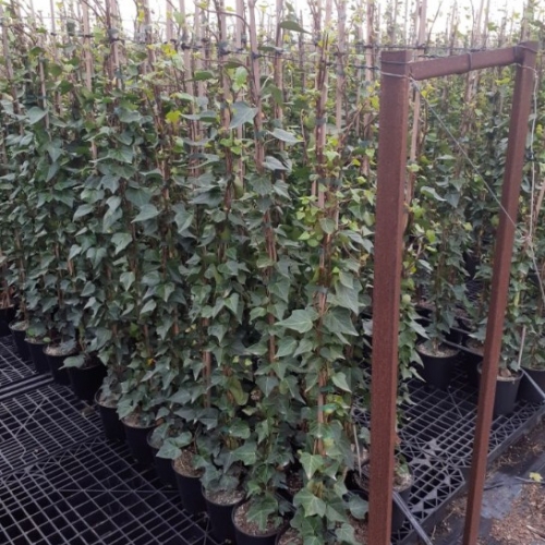 Hedera canariensis 1/1,9L - TUTOR