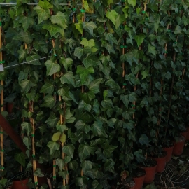 Hedera canariensis 2.5/3L - TUTOR