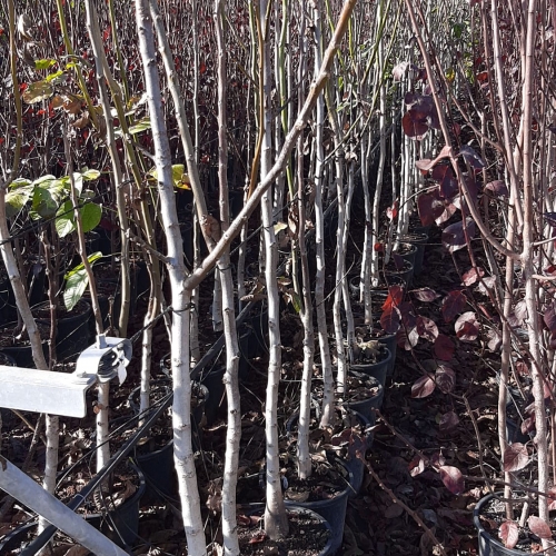 Juglans regia 8/10L