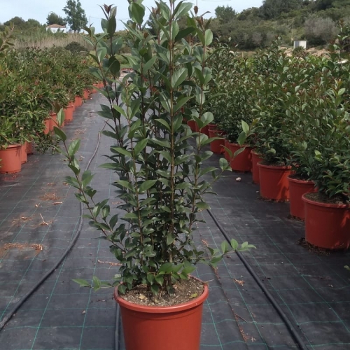 Ligustrum japonica 8/10L