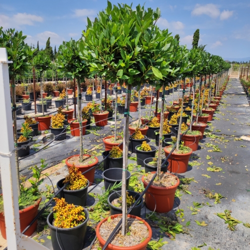 Laurus nobilis 20/25L - MEDIA COPA
