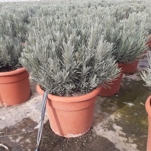 Lavandula officinalis 8/10 L