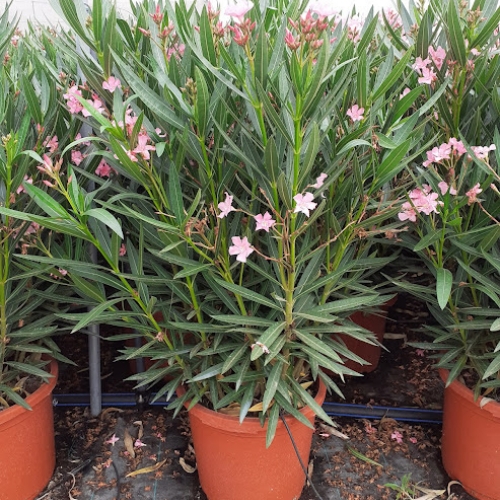 Nerium oleander 15 L - MIX